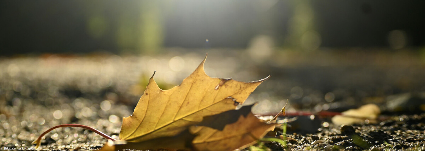 Herbstblatt