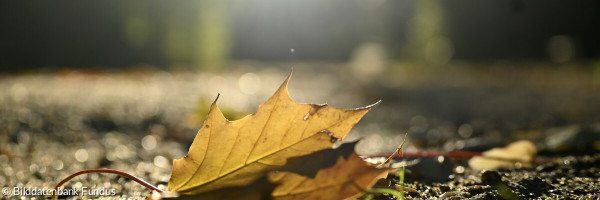 Herbstblatt